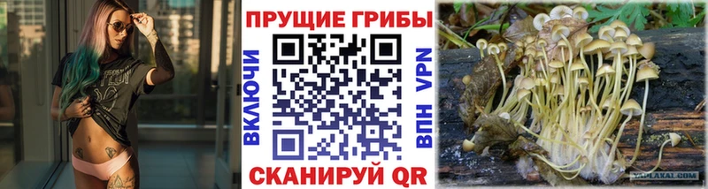 Галлюциногенные грибы Psilocybine cubensis  Кашира 